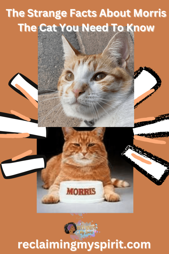 Morris The Cat comparison