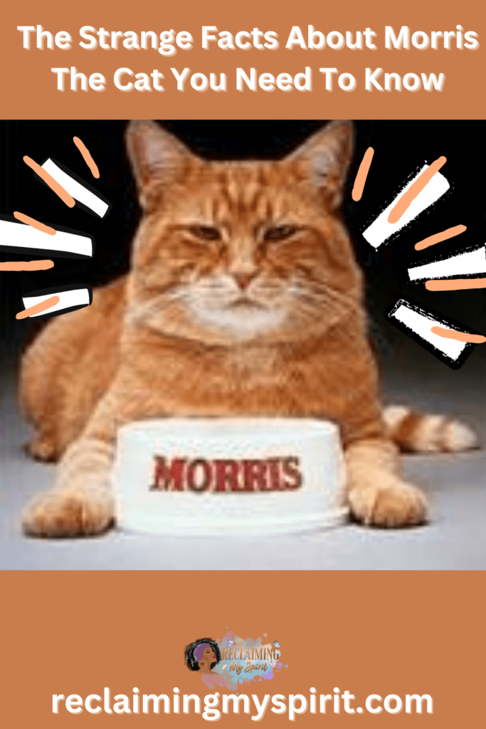 Morris The Cat